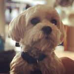 Profile Picture of Max Keefer (@maxypaxywaxy) on Instagram