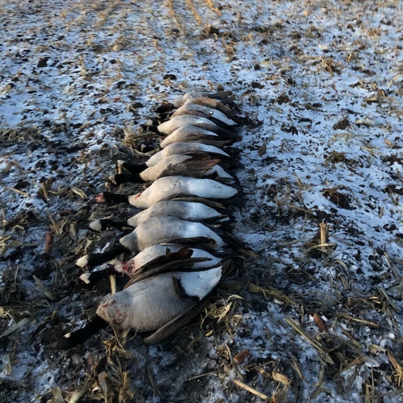 Profile Picture of Gavin Cleem (@gavincleem) on Poshmark