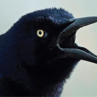 Profile Picture of Daniel Youmans (@danyo3111) on Twitter