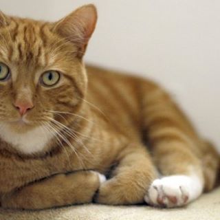 Profile Picture of Rex Cannon (@RexCannon) on Facebook