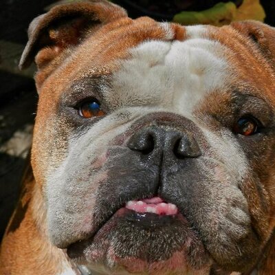 Profile Picture of Mark Damien ONeill (@bellspringsmark) on Twitter