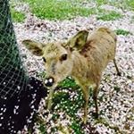 Profile Picture of Yoko Hirata (@hirata_yoko) on Instagram