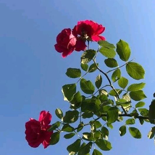 Profile Picture of Alex storey (@alexsykh9h4) on Tiktok