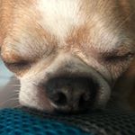 Profile Picture of 邱議慶（邱17） (@mikechiu0110) on Instagram