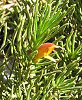 Profile Picture of Eremophila subteretifoliaon Wikipedia