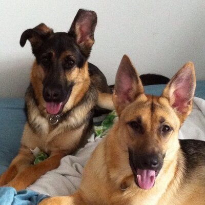 Profile Picture of Debra Schaefer (@SchaeferAol) on Twitter