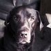 Profile Picture of Kelly McNabb (@kjdmcnabb) on Pinterest