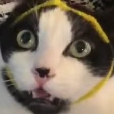 Profile Picture of Kalil Kevin (@Kalilkevin1) on Twitter