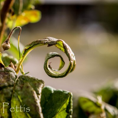 Profile Picture of Jessie Pettis (@JPettis14) on Twitter