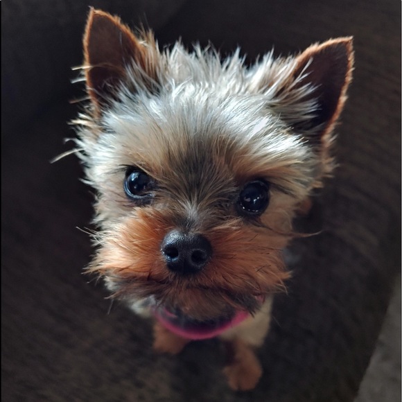 Profile Picture of Robin Price (@tealsister) on Poshmark