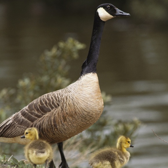 Profile Picture of Lily Stinedurf (@lilystnedurf) on Poshmark