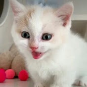 Profile Picture of Merin Joseph (@merinjoseph8365) on Youtube