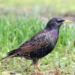 Profile Picture of Thomas Crahay (@crahaythomas) on Instagram