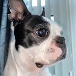 Profile Picture of 𝐊𝐞𝐬𝐬𝐢𝐞🌙 (@kessiethebostonterrier) on Instagram