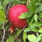 Profile Picture of Michelle Angelides (@seachl02) on Instagram