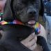 Profile Picture of Elliot W. Puggles (@elliot.puggles) on Facebook