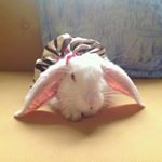 Profile Picture of Brownie & Baymax (@browniebaymaxdonuts) on Instagram