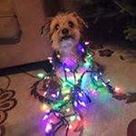 Profile Picture of Kevin DiPietro (@bdc_1121_kd) on Instagram