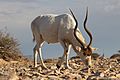 Profile Picture of Addax - Wikipediaon Wikipedia