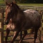 Profile Picture of Dawn Duffy (@dawnduffy24) on Instagram