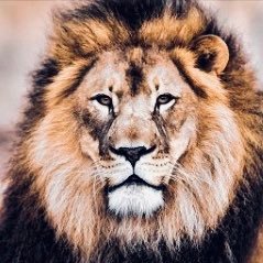 Profile Picture of LuisSaucedo (@Luis_Saucedo) on Twitter