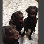 Profile Picture of Brandy, Guinness & Kahlua (@chocobabies_) on Instagram