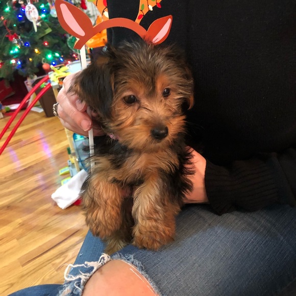 Profile Picture of Janelle Margolies (@ejmsrgolies) on Poshmark