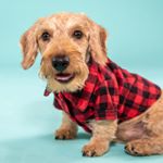 Profile Picture of Albert Joseph Collazo (@wirehaired_albertjoe) on Instagram