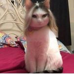 Profile Picture of Paula👑 (@paula.cepedaa) on Instagram