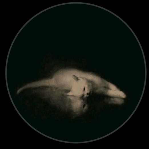 Profile Picture of Isaac Lax (@isaac.lax0) on Tiktok