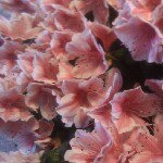 irene_ferrante - Instagram Profile Picture of irene_ferrante (@irene_ferrante) on Instagram