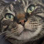 Profile Picture of Lilianne Ziyalan (@lilianneziyalan) on Instagram