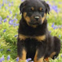 Profile Picture of Michael Puebla (@michael-puebla-2) on Quora