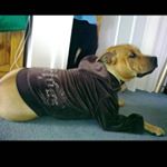 Profile Picture of Claire Batchelor (@batchmissesashcatchem) on Instagram