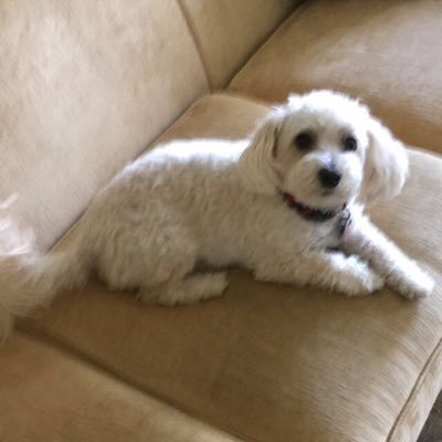 Profile Picture of Humphrey Brent (@HumphreyBrent0) on Twitter