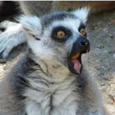 Profile Picture of Billy Obb Joe Smith (@PanicRapeLemur) on Twitter