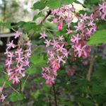 Profile Picture of Steve Flanagan (@ethnobotany_guy) on Instagram