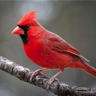 Profile Picture of Siocnarf (@Labelle9Frank) on Twitter