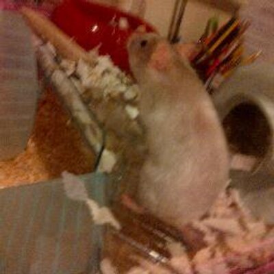 Profile Picture of Alice ♣ Weller (@ALICEGYM) on Twitter