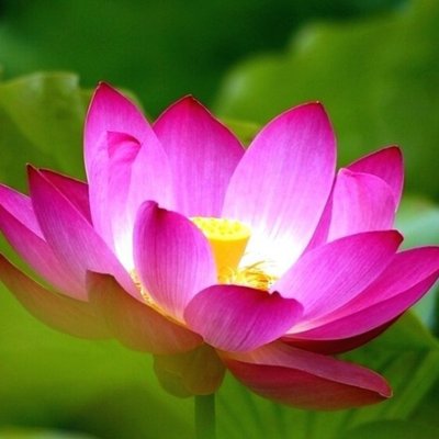 Profile Picture of Tracy Andersen (@greatjoynow) on Twitter