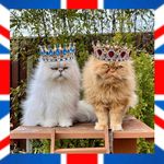 Profile Picture of 🇬🇧 TEDDIE & CASPER 🇬🇧 (@teddieandcasper) on Instagram