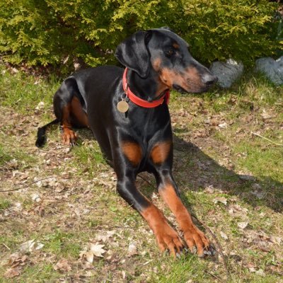 Profile Picture of Heinz Neumann (@Heinz_Neumann) on Twitter