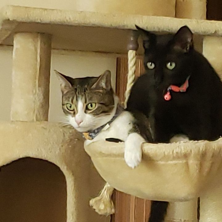 Profile Picture of Christopher Halstead (@chalstead1) on Tiktok