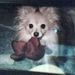 Profile Picture of SANDY Capistrant (@nanucap) on Pinterest