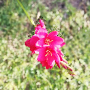 Profile Picture of Tracey Hudson (@traceyhudson6833) on Youtube