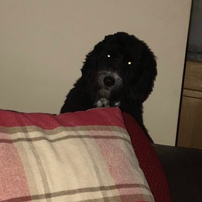 Profile Picture of Gillian Lowe (@luv_bethany_M) on Twitter