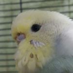 Profile Picture of Aileen (@aileen_cookie) on Instagram