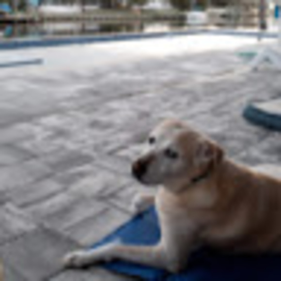 Profile Picture of Jen Dohler (@jdbkgc) on Poshmark