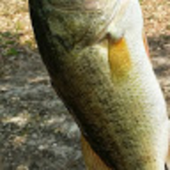 Profile Picture of Eric Williams (@ericwill205) on Poshmark