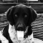 Profile Picture of Casey Stanfield (@placeandfinish) on Instagram